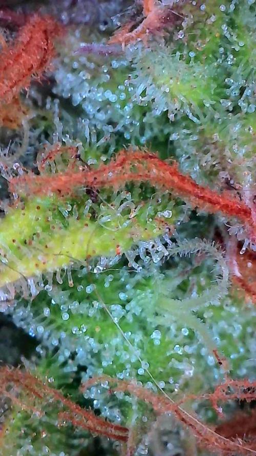 Mat Ohperché. Week 14 - 11/12