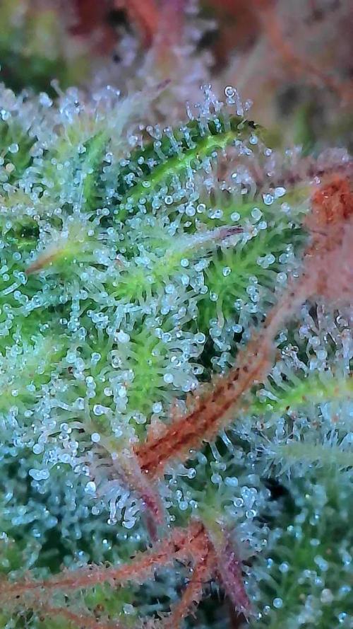 Mat Ohperché. Week 14 - 11/12