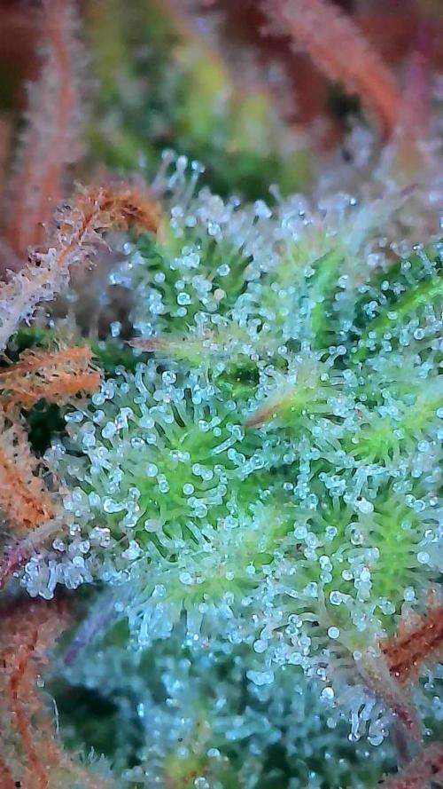 Mat Ohperché. Week 14 - 11/12