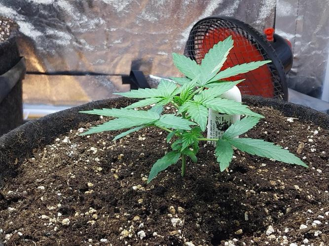 Quoitesqueu. Week 4 - 05/12