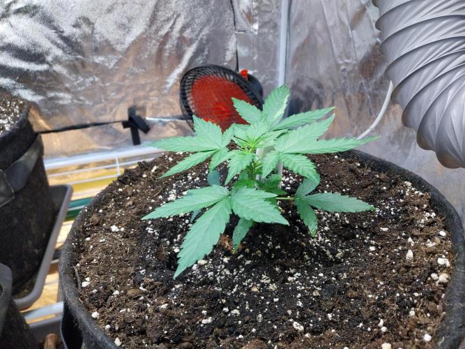 Quoitesqueu. Week 4 - 06/12