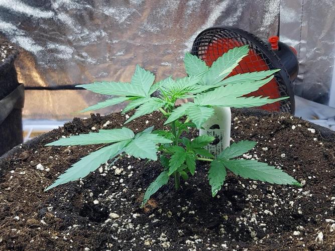 Quoitesqueu. Week 4 - 07/12