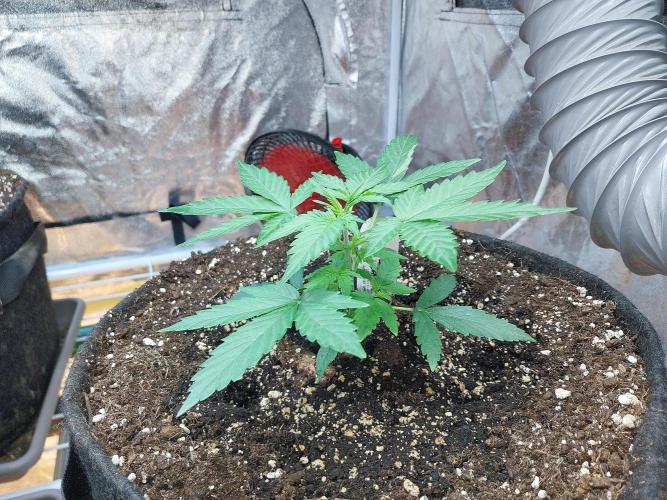 Quoitesqueu. Week 4 - 08/12