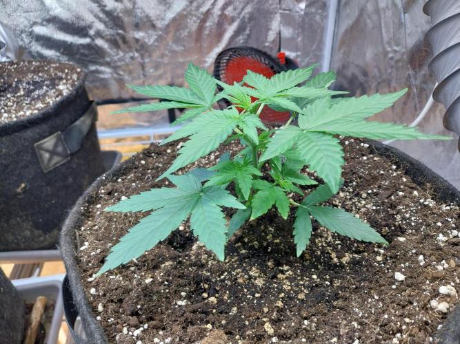 Quoitesqueu. Week 4 - 09/12