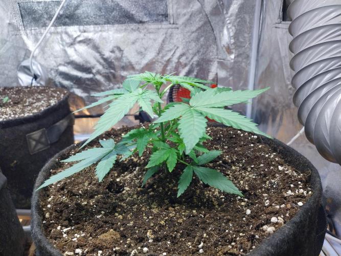 Quoitesqueu. Week 4 - 10/12