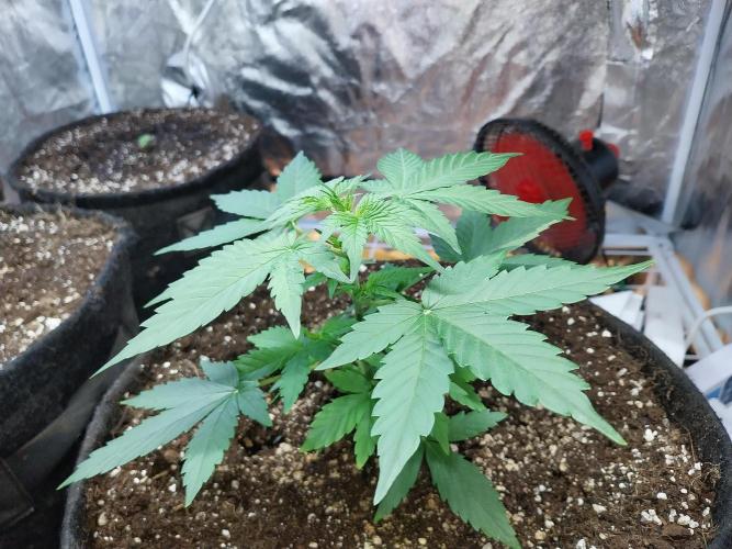 Quoitesqueu. Week 4 - 11/12