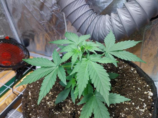 Quoitesqueu. Week 4 - 11/12