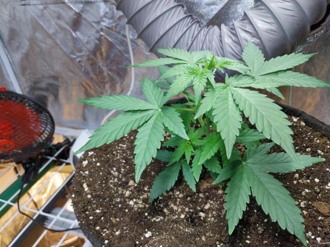 Quoitesqueu. Week 4 - 11/12