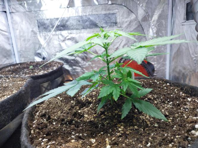 Quoitesqueu. Week 4 - 11/12