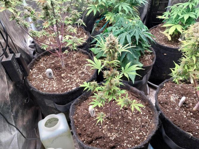 Beuhengelé. Week 13 - 06/12