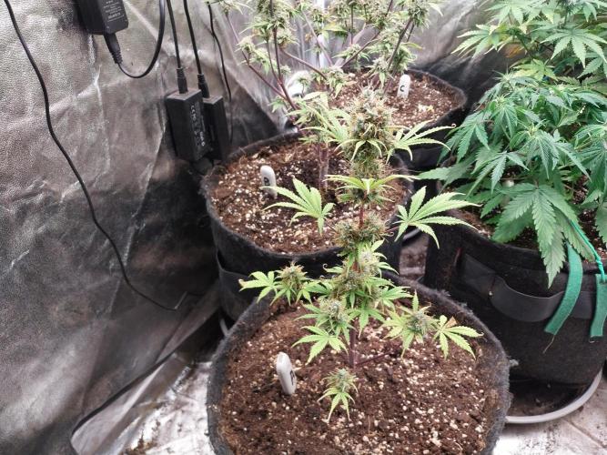 Beuhengelé. Week 13 - 07/12