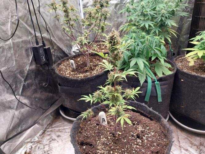 Beuhengelé. Week 13 - 08/12