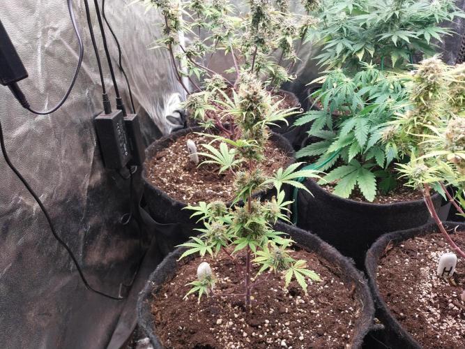 Beuhengelé. Week 13 - 09/12