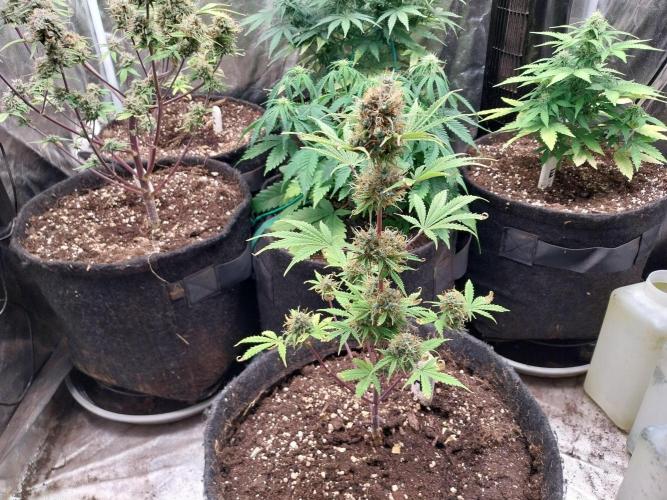 Beuhengelé. Week 13 - 10/12