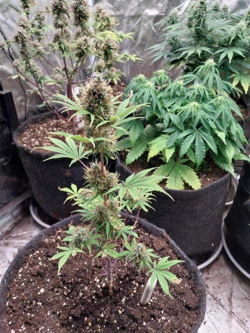 Beuhengelé. Week 13 - 11/12