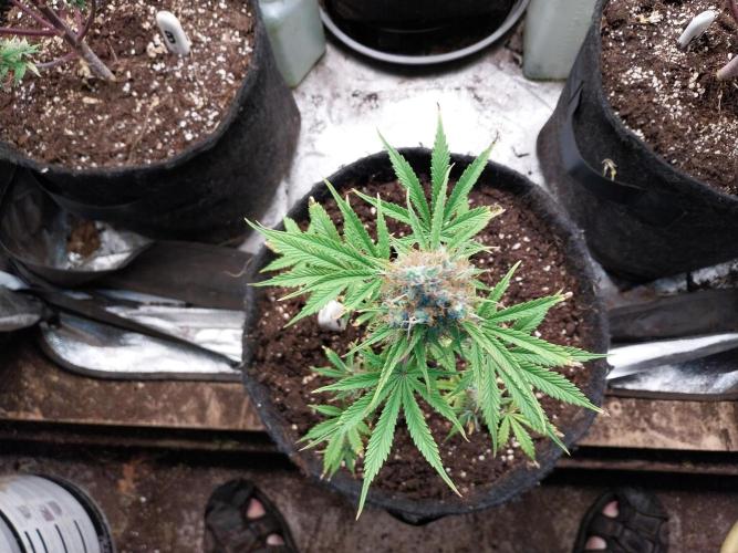 Beuhengelé. Week 13 - 12/12 