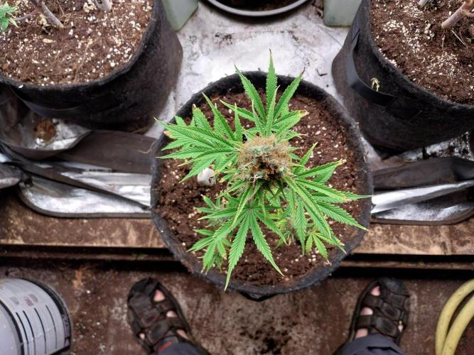 Beuhengelé. Week 13 - 12/12 