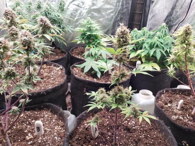 Beuhengelé. Week 13 - 12/12 