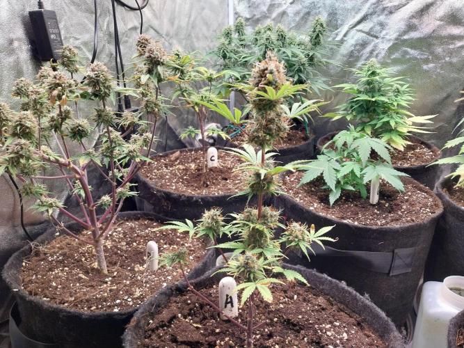 Beuhengelé. Week 13 - 12/12 