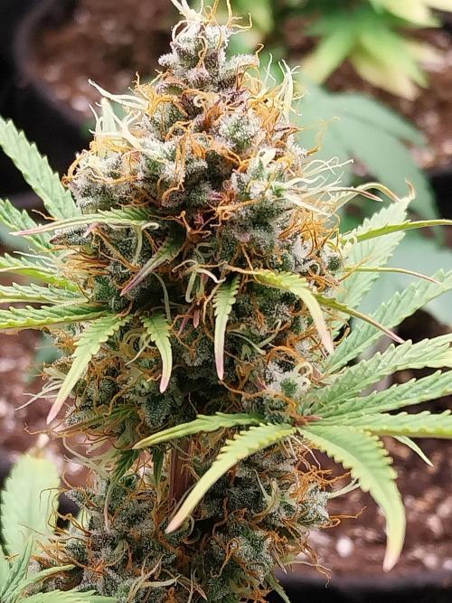 Beuhengelé. Week 13 - 12/12 