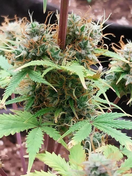 Beuhengelé. Week 13 - 12/12 