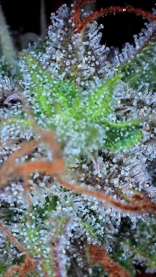 Beuhengelé. Week 13 - 12/12 