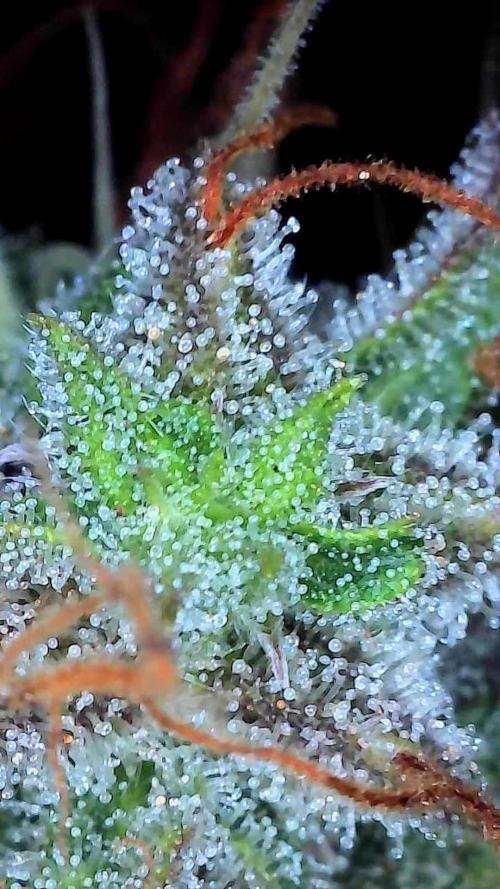 Beuhengelé. Week 13 - 12/12 