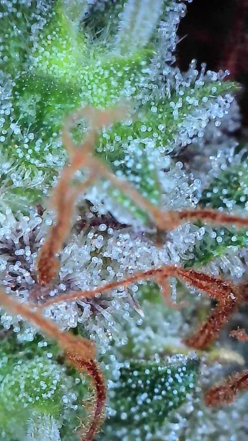 Beuhengelé. Week 13 - 12/12 