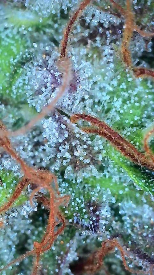 Beuhengelé. Week 13 - 12/12 