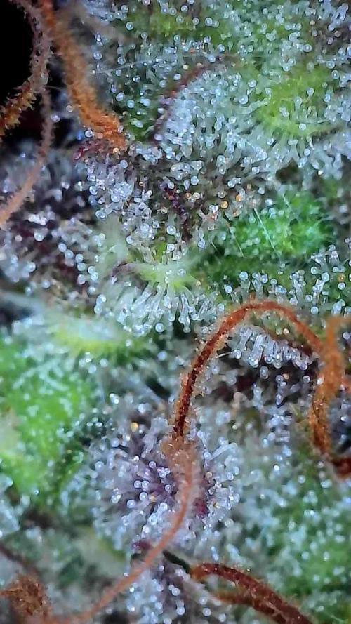 Beuhengelé. Week 13 - 12/12 