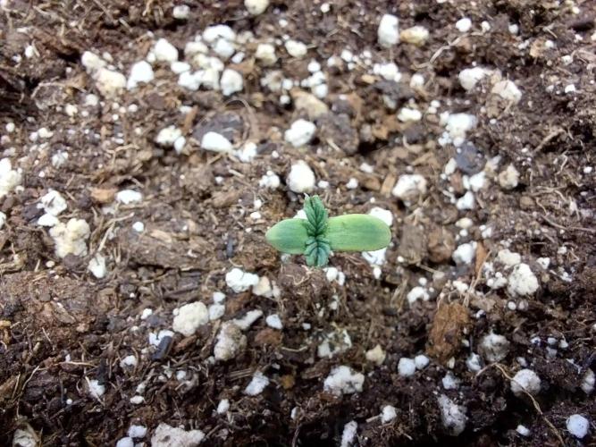 jolilumi. Week 1 - 06/12