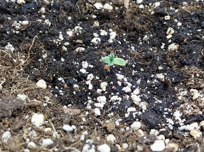 jolilumi. Week 1 - 07/12