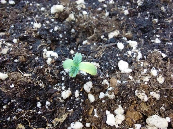 jolilumi. Week 1 - 08/12