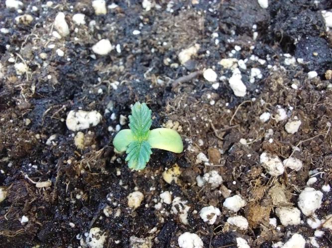 jolilumi. Week 1 - 09/12