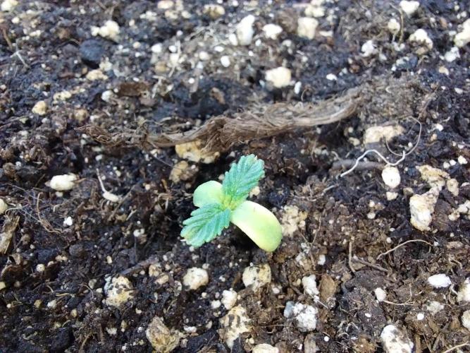 jolilumi. Week 1 - 10/12