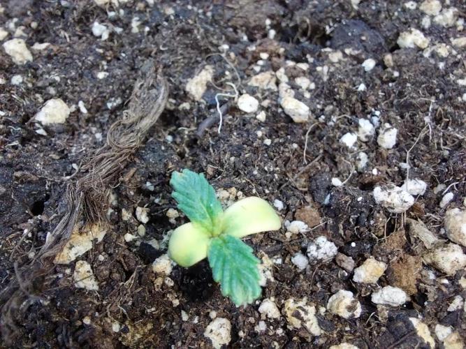 jolilumi. Week 1 - 11/12