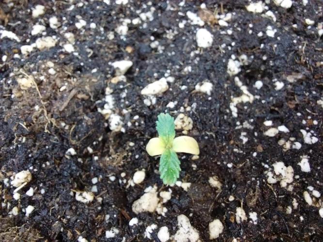 jolilumi. Week 1 - 12/12