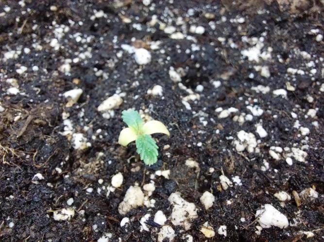 jolilumi. Week 1 - 12/12