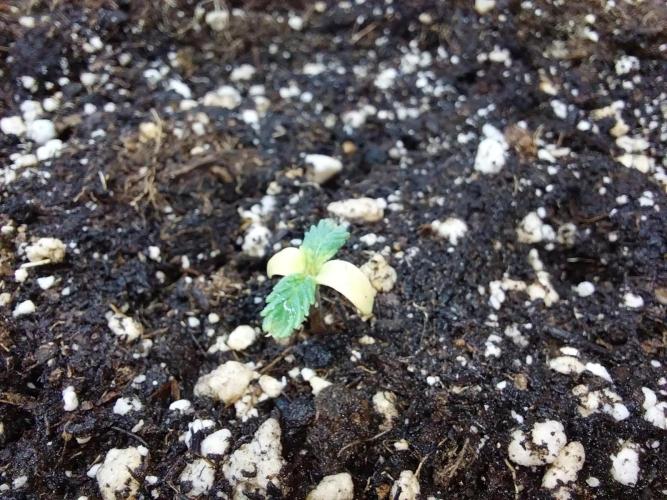 jolilumi. Week 1 - 12/12