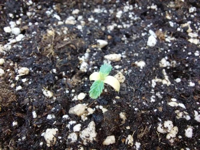 jolilumi. Week 1 - 12/12