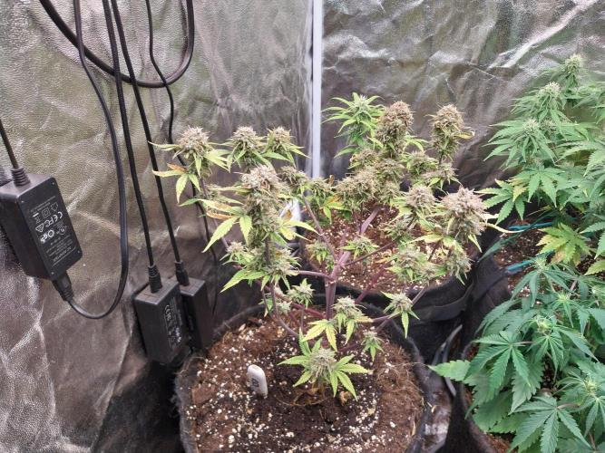 Pomofour le retour. Week 12 - 07/12