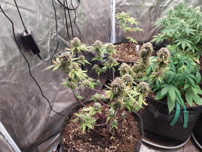 Pomofour le retour. Week 12 - 08/12