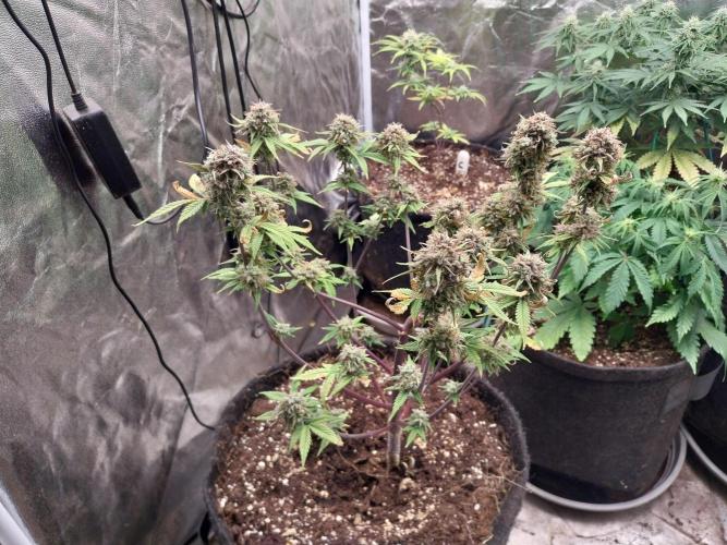 Pomofour le retour. Week 12 - 09/12