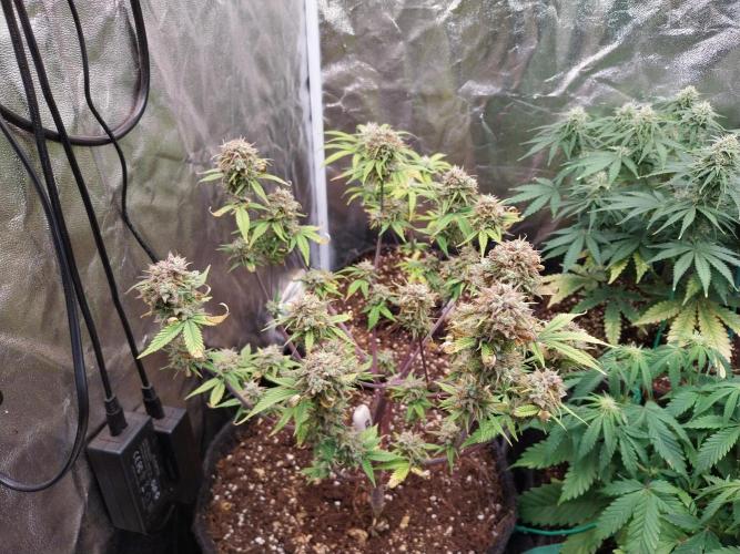 Pomofour le retour. Week 12 - 10/12