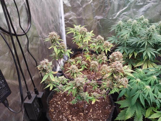 Pomofour le retour. Week 12 - 11/12