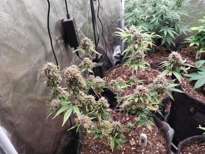 Pomofour le retour. Week 12 - 12/12