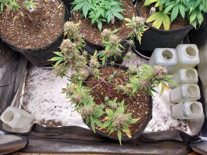 Pomofour le retour. Week 12 - 13/12 