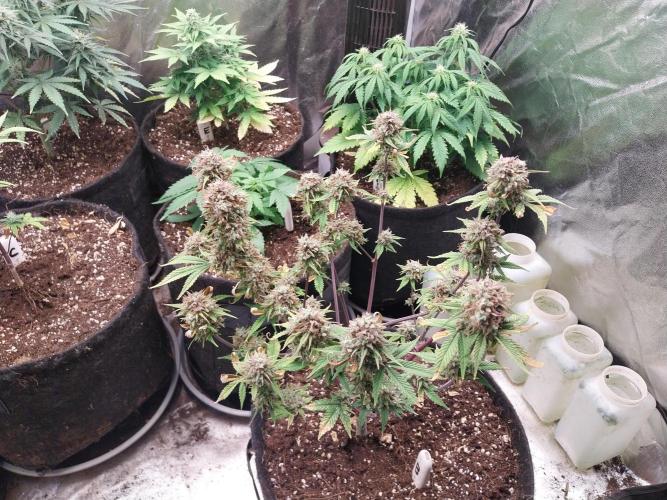 Pomofour le retour. Week 12 - 13/12