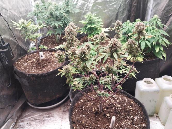 Pomofour le retour. Week 12 - 13/12