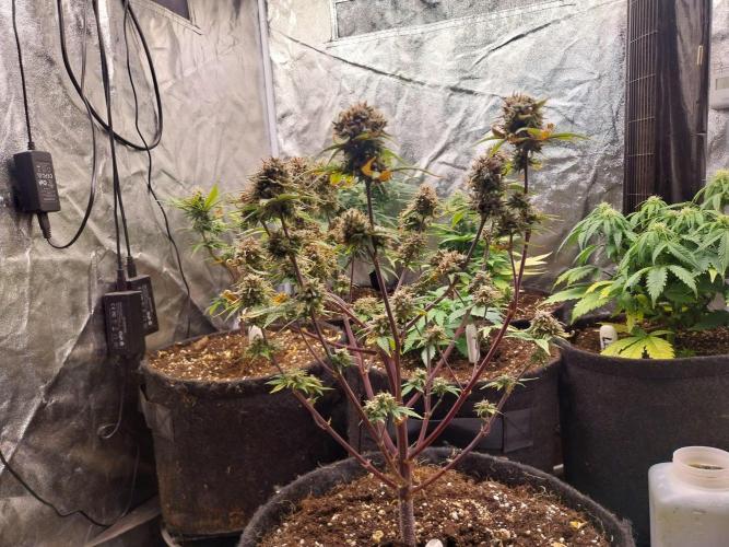 Pomofour le retour. Week 12 - 13/12